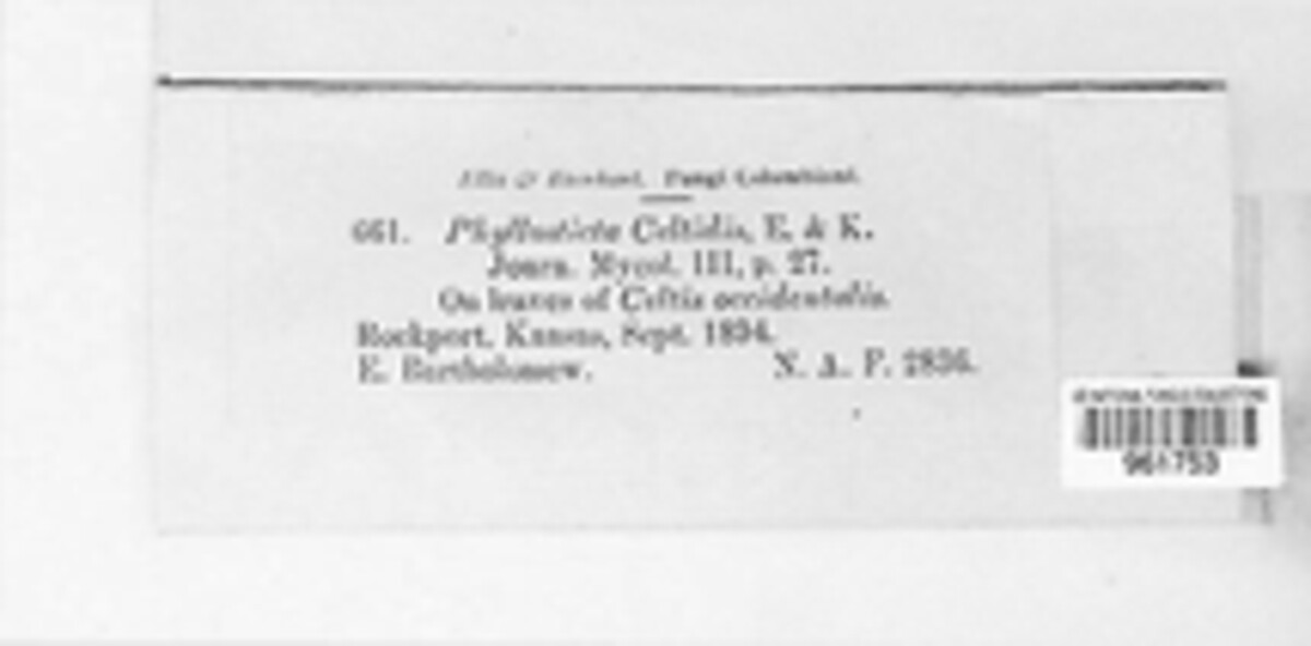 Asteromella celtidis image
